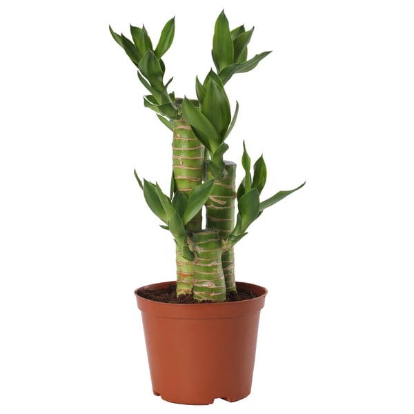 DRACAENA Tumbuhan berpasu, Buluh Teratai, 10.5 cm