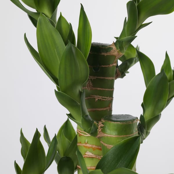 DRACAENA Tumbuhan berpasu, Buluh Teratai, 10.5 cm