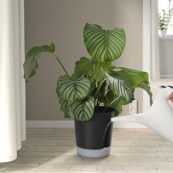 VÅRDTRÄD Pasu siram sendiri, dalam/luar lut sinar/antrasit, 19 cm