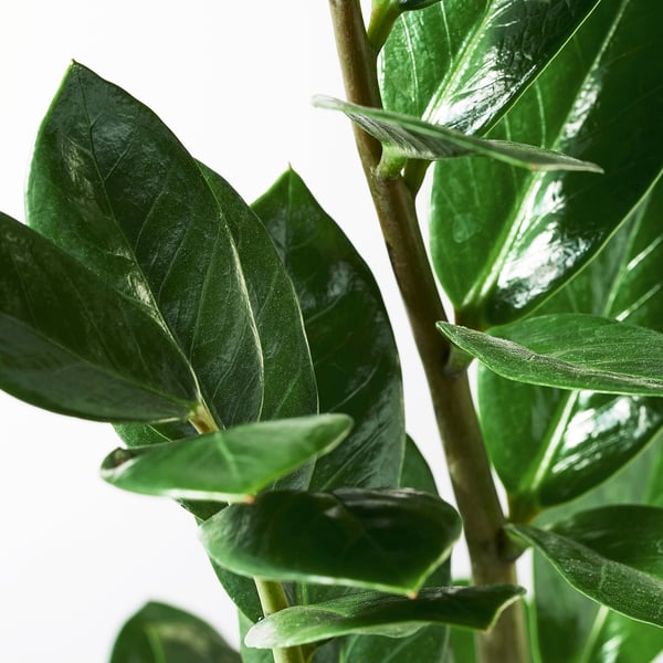 ZAMIOCULCAS Tumbuhan berpasu, Palma aroid, 17 cm