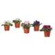 Desk plants