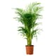 Floor plants