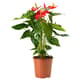 Flowering plants