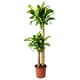 Pokok