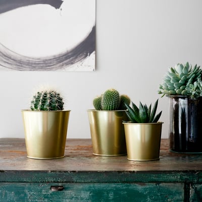 Three cacti in gold pots and black vase with rosette succulent on green dresser.