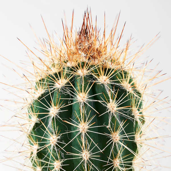 Healthy cactus with green body and brown spines