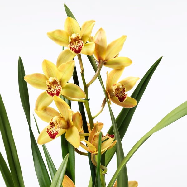 Vibrant yellow orchids bloom beautifully in lush green leaves, elegant and fresh.