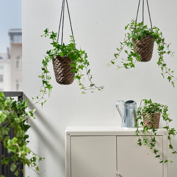 Two hanging drunkfläder baskets with trailing plants and one on table beside watering can. White wall and building in background.