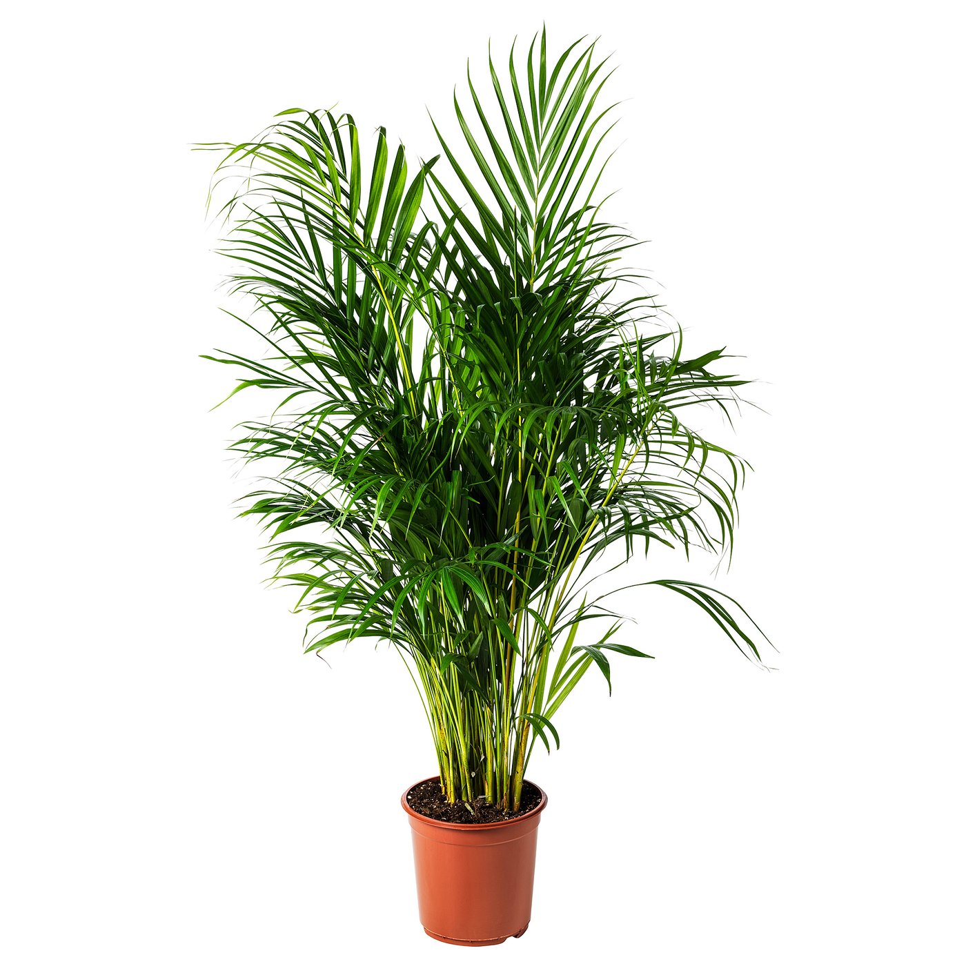 A potted DYPSIS LUTESCENS with green fronds; potterys orange, ceramic.