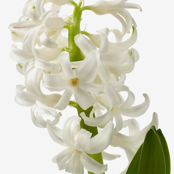 HYACINTHUS Potted plant, 3 bulbs, Hyacinth assorted colours, 12 cm
