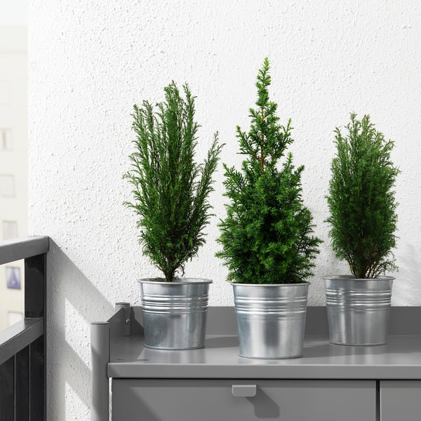 CHAMAECYPARIS Potted plant, False cypress assorted, 10.5 cm