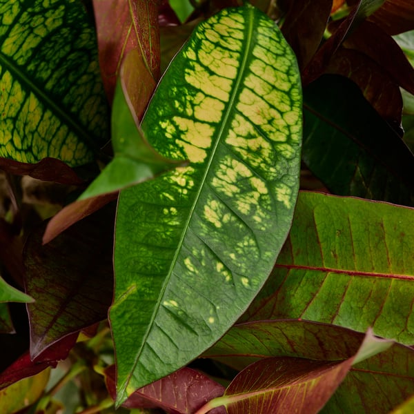 CODIAEUM Potted plant, Croton, 21 cm