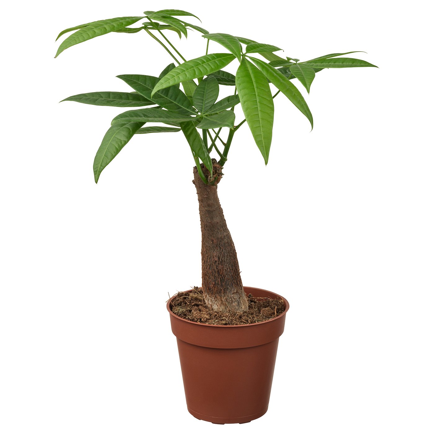 Potted PACHIRA AQUATICA with green leaves