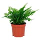 Plants