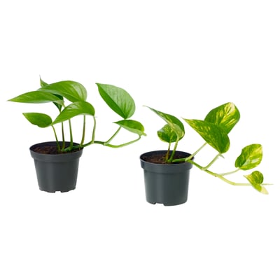 Two potted green plants, one solid green and one variegated, in black plastic pots.