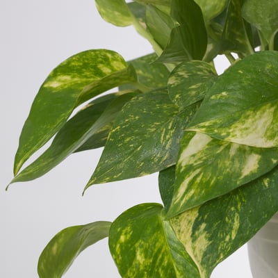 Close-up of lush green leaves with yellow speckles, appearing healthy and vibrant.
