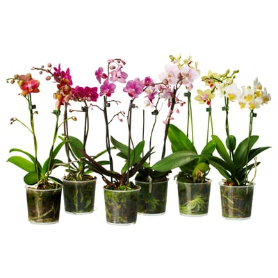 Six vibrant orchids in clear pots, various colours: pink, purple, white, yellow. Placed in a row, lush green leaves, elegant blooms.