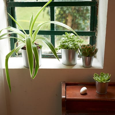 Five green plants in pots on window sill, sizes vary, left largest. Small white stone nearby.