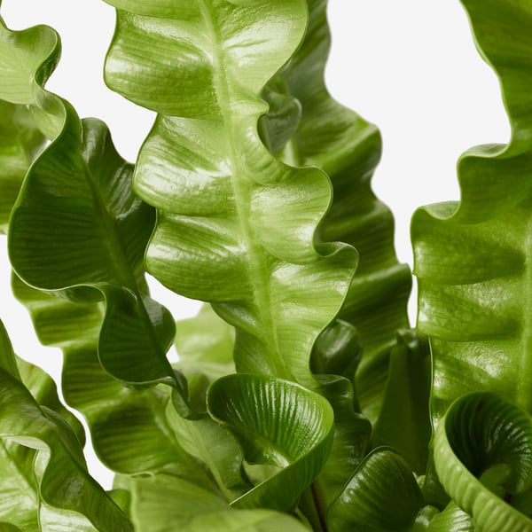 Large vibrant green leaves on a plush plant, rich foliage textures and bright colour.