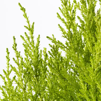 CUPRESSUS Potted plant, cypress, 15 cm