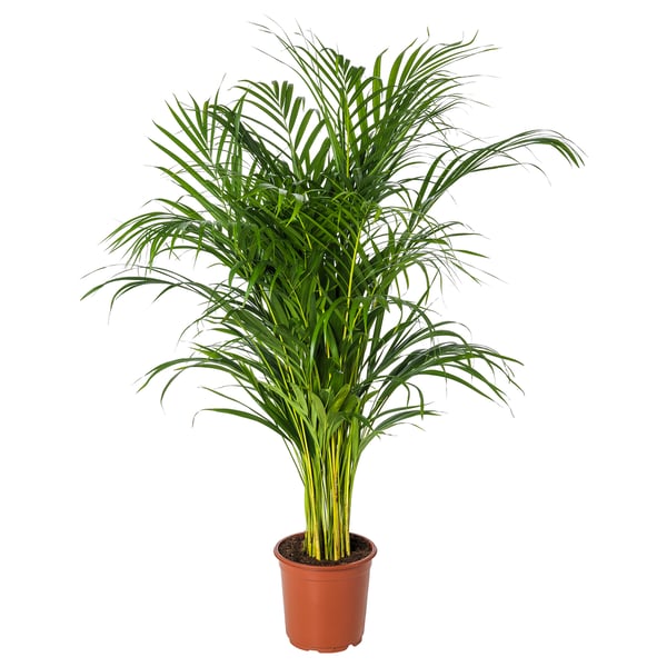 Potted palm with long green leaves.