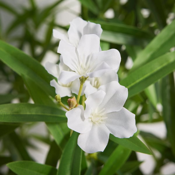 FEJKA Artificial potted plant, indoor/outdoor/Nerium white, 19 cm