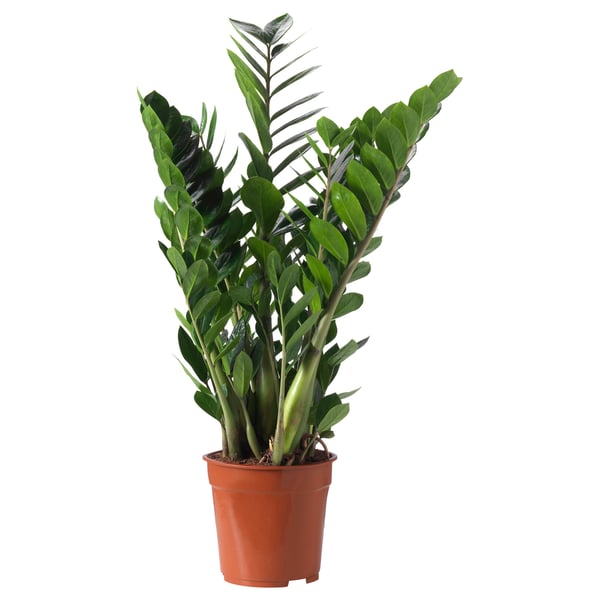 Orange-potted ZAMIOCULCAS with lush green leaves.