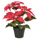 Holiday pots & plants