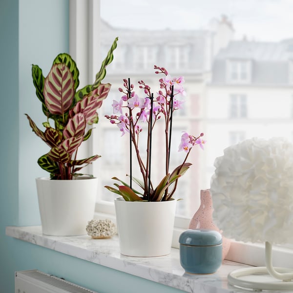 Two potted plants on windowsill: pink flowers, striped leaves. Decorative items include small sculpture and vases.