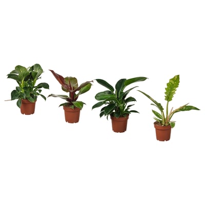 Four potted green plants, each in brown plastic pots, arranged in a line.