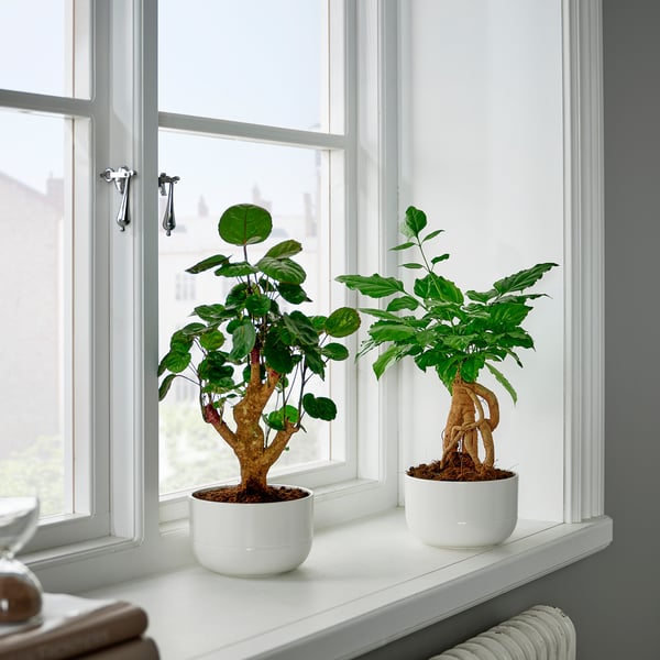 Two small plants on windowsill: one heart-shaped leaves, one long thin leaves. Illuminated by natural light.
