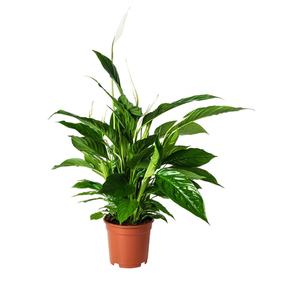 Potted plant with tall white flowers.