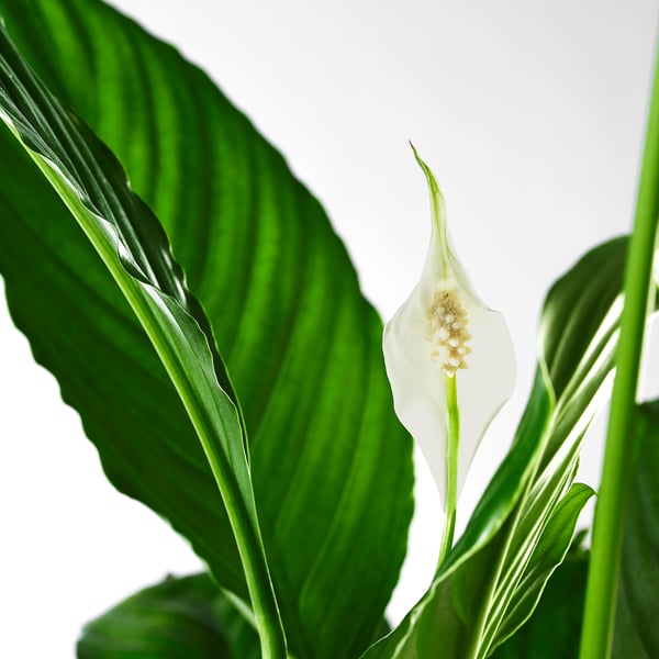 Vibrant SPATHIPHYLLUM plant with lush green leaves and a single white flower, positioned against a bright background. High-quality indoor plant.