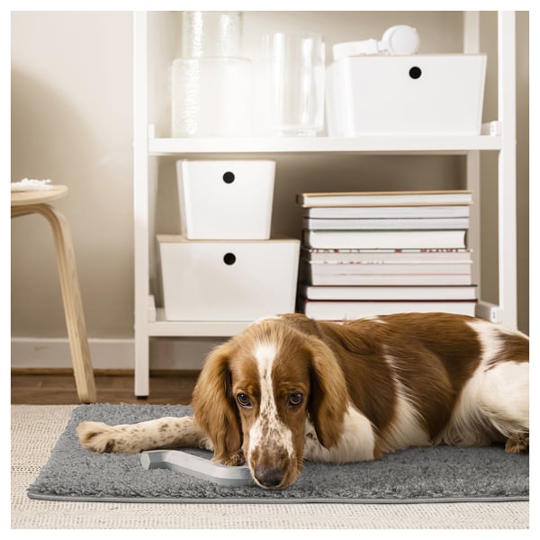 A cosy brown and white dog lies on a grey, plush indoor rug near a white bookshelf with books and bins.
