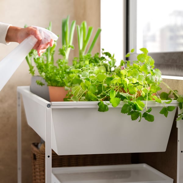 White JOSTEIN storage container with fresh herbs; indoor gardening setup.
