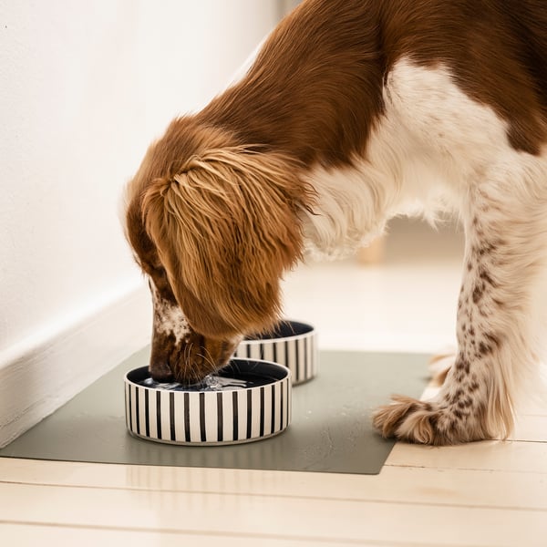 Brown and white dog drinks from UTSÅDD pet bowl, stable stoneware design.