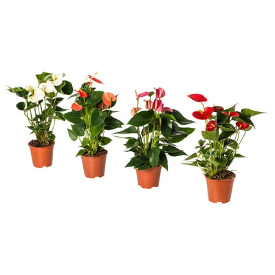 ANTHURIUM Biljka u saksiji, anturijum, 12 cm