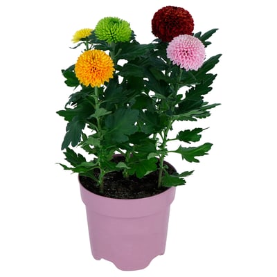 CHRYSANTHEMUM Biljka u saksiji, hrizantema, 14 cm