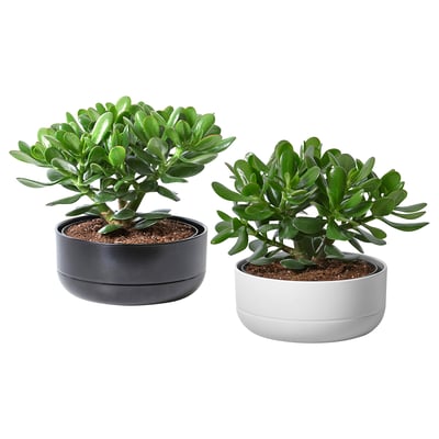 CRASSULA OVATA Biljka u saksiji sa saksijom, japansko drvo/odabrane boje, 22 cm