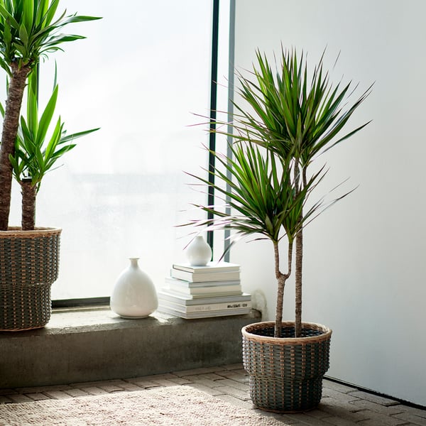 DRACAENA MARGINATA Biljka u saksiji, zmajevo drvo/2 stabljike, 19 cm