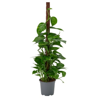 EPIPREMNUM Biljka u saksiji, zlatna puzavica raznovrsno, 19 cm