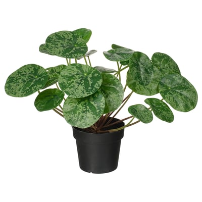 FEJKA Veštačka biljka u saksiji, unutra/spolja pileja, 9 cm