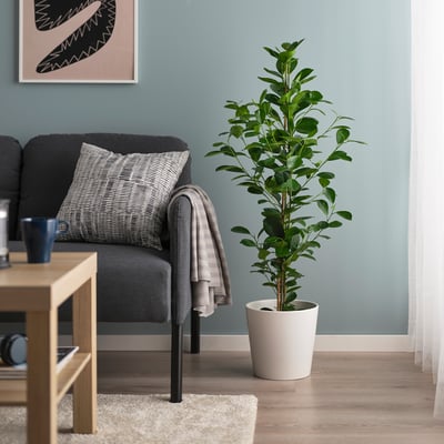 FICUS MICROCARPA Biljka u saksiji, Ficus microcarpa, 19 cm