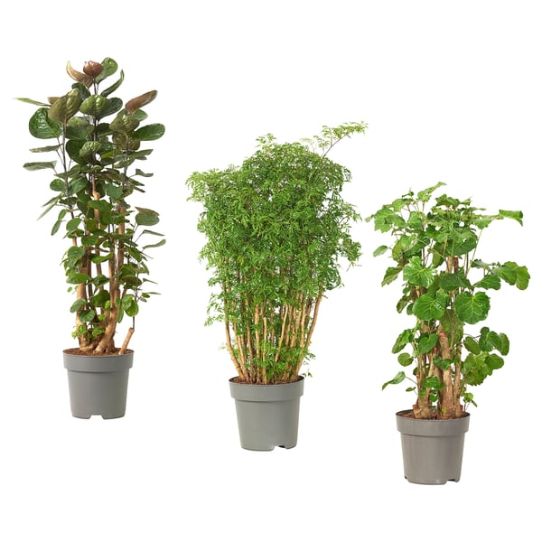 POLYSCIAS Biljka u saksiji, aralija/raznovrsno, 24 cm