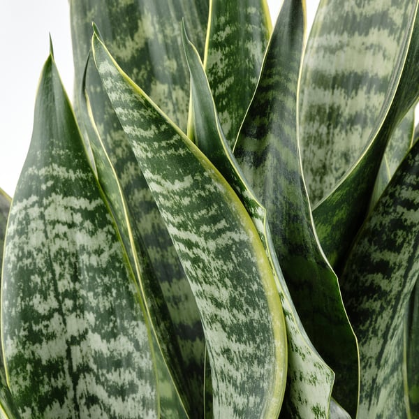 SANSEVIERIA Biljka u saksiji, raznovrsno, 21 cm
