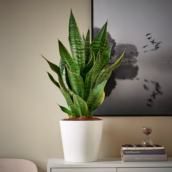 SANSEVIERIA Biljka u saksiji, raznovrsno, 21 cm