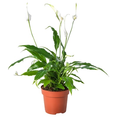 SPATHIPHYLLUM Biljka u saksiji, spatifil, 12 cm