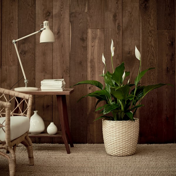 SPATHIPHYLLUM Biljka u saksiji, spatifil, 24 cm