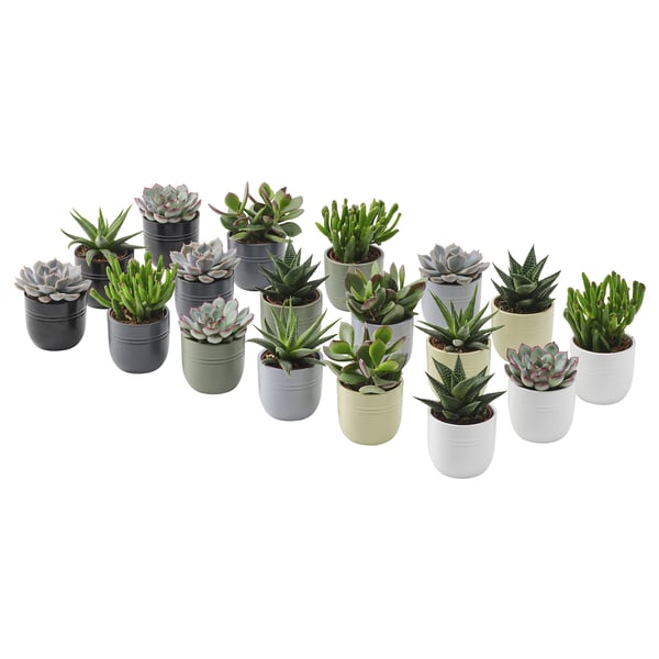 SUCCULENT Biljka u saksiji sa saksijom, Sukulent raznobojno, 6 cm