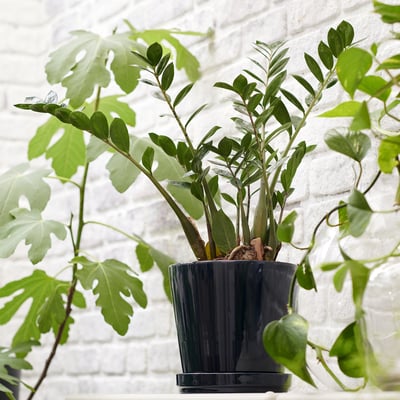 ZAMIOCULCAS Biljka u saksiji, palma zamija, 17 cm